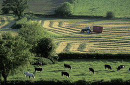 zemědělství